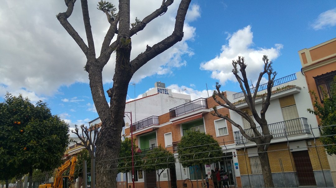 Los árboles grandes de La Corredera van a ser trasplantados a petición de los vecinos