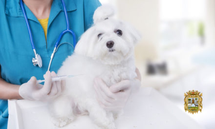 ¿Qué vacunas son obligatorias en los perros?
