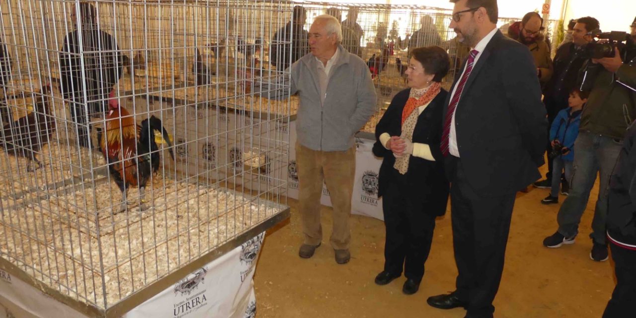 Abre al público la XIV Feria de la Gallina Utrerana que ofrece como atractivo los primeros ejemplares de la recuperada variedad Blanca