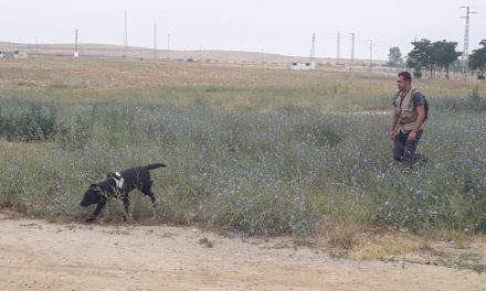 La investigación sobre el presunto envenenamiento de perros en el Matadero descarta nuevos casos