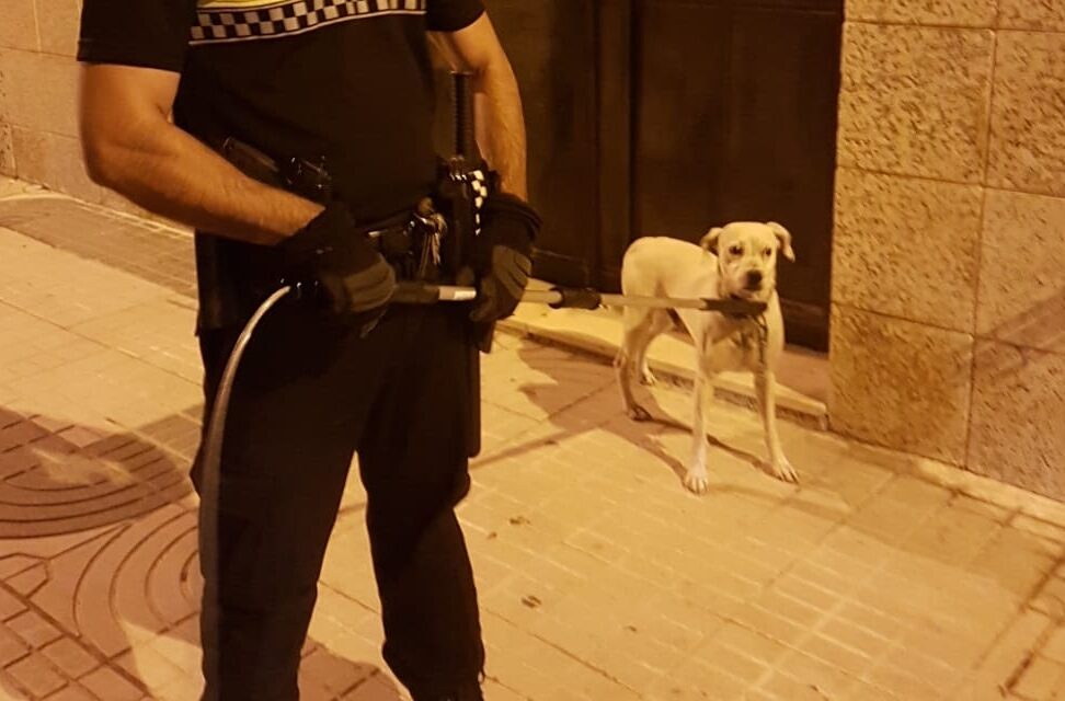 La Policía Local de Utrera denuncia al propietario de un perro por abandonarlo en vacaciones