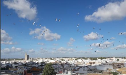 Un plan de control de la población urbana de palomas que garantiza el bienestar de estas