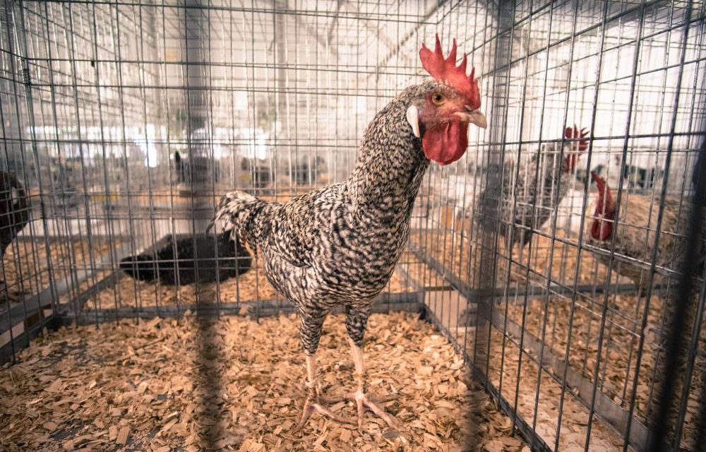 La XV Feria de la Gallina Utrerana convertirá a utrera en centro avícola de Andalucía del 13 al 15 de diciembre