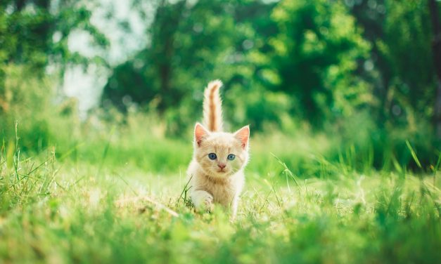 El Ayuntamiento de Utrera aumenta la vigilancia en las colonias felinas para evitar más abandonos gatunos