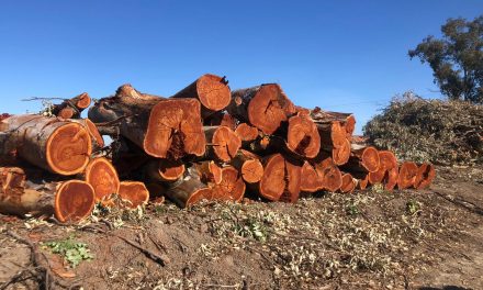 Utrera denuncia la tala de cientos de árboles con autorización por la Junta de Andalucía