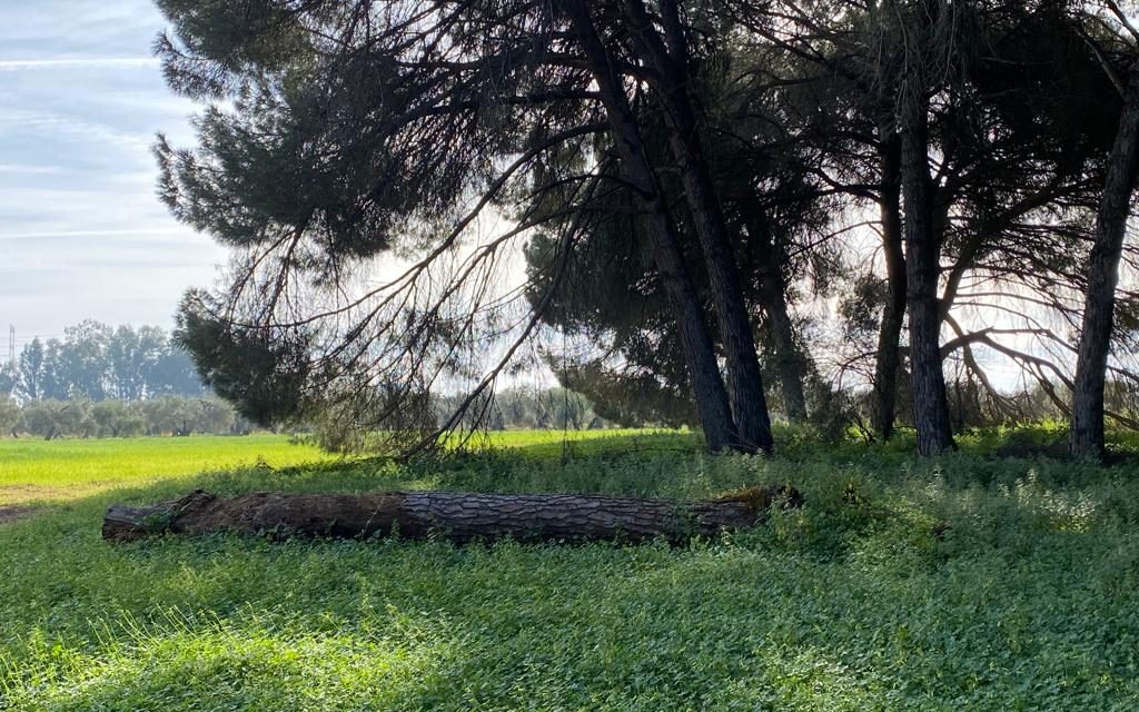 Utrera exige a la Junta de Andalucía el cuidado y la puesta en valor del Pinar de Doña