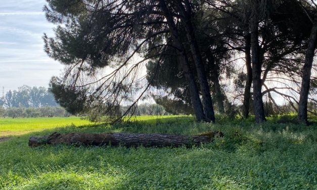 Utrera exige a la Junta de Andalucía el cuidado y la puesta en valor del Pinar de Doña