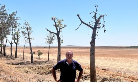 El Ayuntamiento de Utrera avanza con el proyecto de adecuación del acerado del camino del Junquillo, iniciado en el anterior gobierno