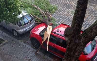 El mal estado de las Jacarandas de las Corredera, obliga su retirada por peligro de que alguno de los ejemplares pueda sucumbir