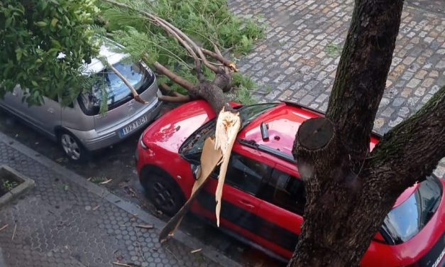 El mal estado de las Jacarandas de las Corredera, obliga su retirada por peligro de que alguno de los ejemplares pueda sucumbir