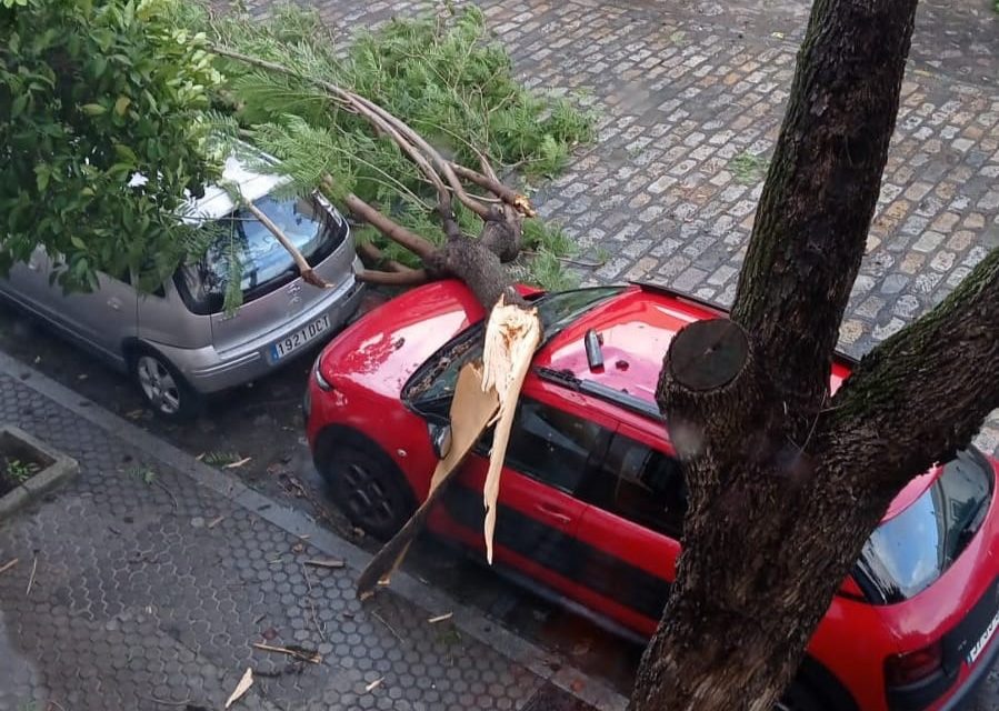 El mal estado de las Jacarandas de las Corredera, obliga su retirada por peligro de que alguno de los ejemplares pueda sucumbir