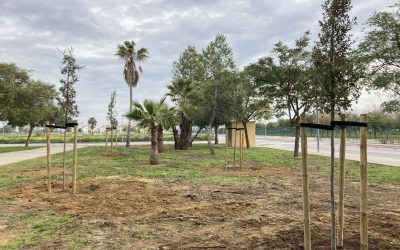 Replantados 229 árboles tras el paso de la tormenta Bernard