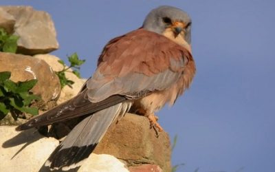 El Ayuntamiento solicitará que el Castillo sea “Zona de Especial Protección para aves”, para proteger la colonia de cernícalos que habita allí.