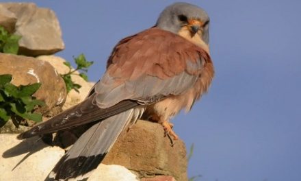 El Ayuntamiento solicitará que el Castillo sea “Zona de Especial Protección para aves”, para proteger la colonia de cernícalos que habita allí.