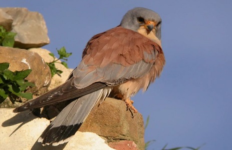 El Ayuntamiento solicitará que el Castillo sea “Zona de Especial Protección para aves”, para proteger la colonia de cernícalos que habita allí.