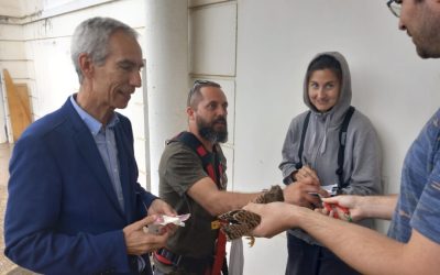 Anillamiento de los nuevos ejemplares de cernícalos pertenecientes a la colonia existente en el Castillo