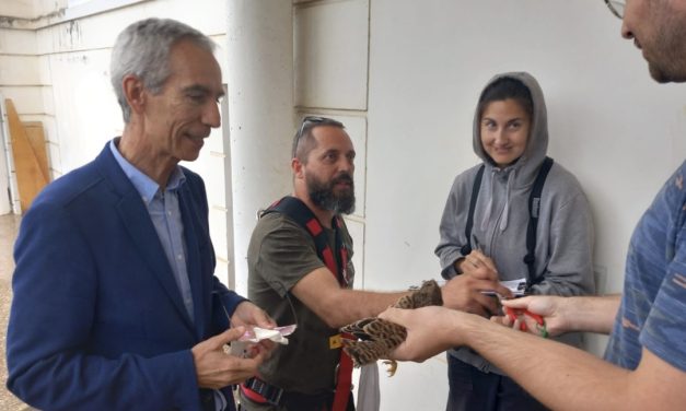 Anillamiento de los nuevos ejemplares de cernícalos pertenecientes a la colonia existente en el Castillo