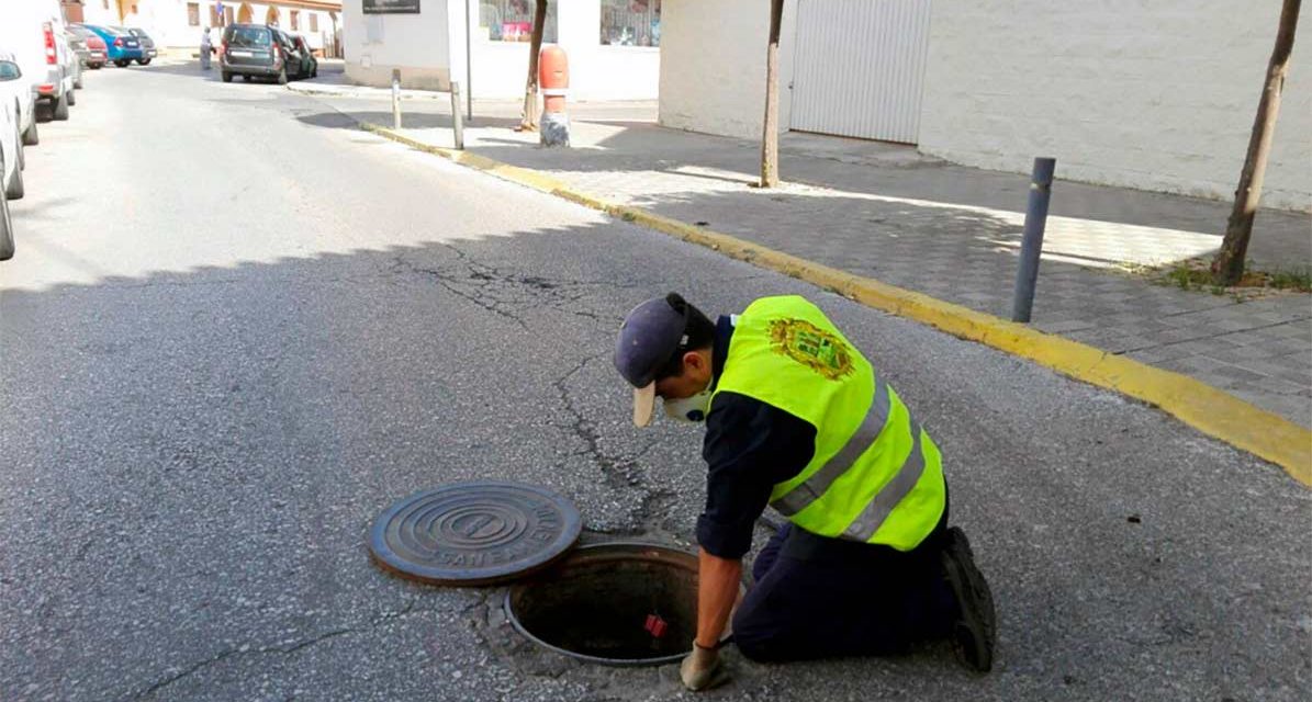 Sanidad ha realizado 245 campañas extraordinarias contra la proliferación de ratas en los últimos cuatro meses