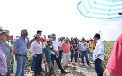 La pedanía de Trajano acoge la celebración de las XI jornadas de ExpoAlgodon, referentes en el sector algodonero