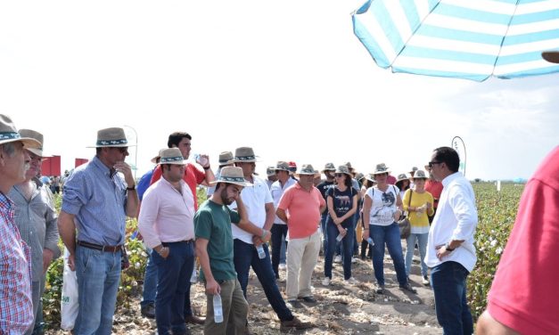 La pedanía de Trajano acoge la celebración de las XI jornadas de ExpoAlgodon, referentes en el sector algodonero