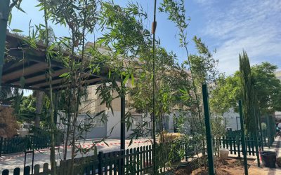 El CEIP Álvarez Quintero incorpora bambúes en su patio para generar sombra natural