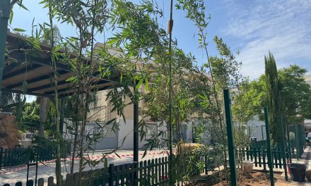 El CEIP Álvarez Quintero incorpora bambúes en su patio para generar sombra natural