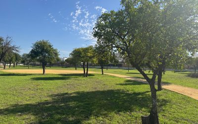 Parques y Jardines realiza unas 3.000 plantaciones y espera que en breve esté el contrato de Mantenimiento