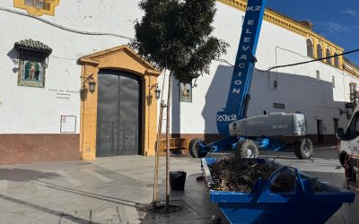 Medio Ambiente retira 1.750 kilos de nidos de cigüeña de la de la Iglesia de San Francisco por motivos de seguridad