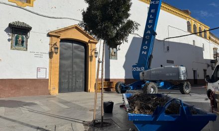 Medio Ambiente retira 1.750 kilos de nidos de cigüeña de la de la Iglesia de San Francisco por motivos de seguridad