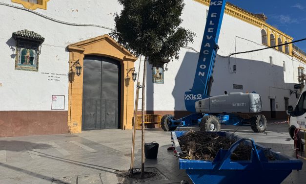 Medio Ambiente retira 1.750 kilos de nidos de cigüeña de la de la Iglesia de San Francisco por motivos de seguridad