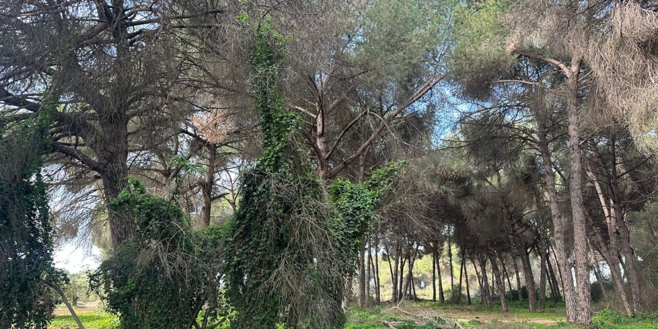 La Junta de Andalucía inicia los tratamientos contra la oruga procesionaria en el Pinar de Doña