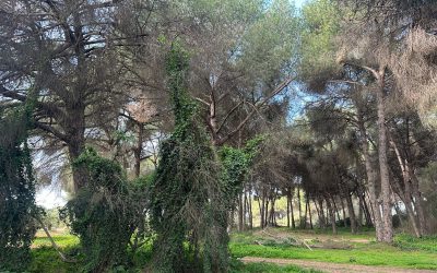 La Junta de Andalucía inicia los tratamientos contra la oruga procesionaria en el Pinar de Doña