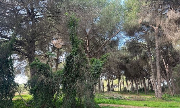 La Junta de Andalucía inicia los tratamientos contra la oruga procesionaria en el Pinar de Doña