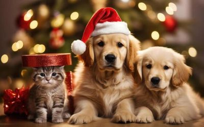 Bienestar Animal lanza la campaña “No seas cómplice. Los animales no son un juguete. No regales abandono en Navidad”