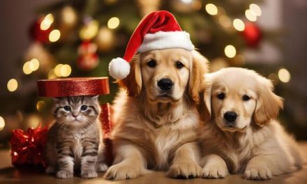 Bienestar Animal lanza la campaña “No seas cómplice. Los animales no son un juguete. No regales abandono en Navidad”