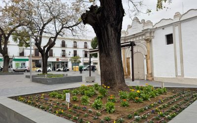 Parques y jardines recupera la Plaza de Pío XII con 800 nuevas plantas
