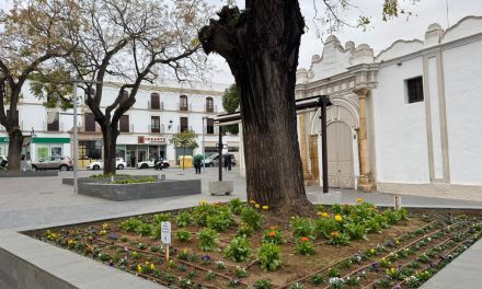 Parques y jardines recupera la Plaza de Pío XII con 800 nuevas plantas