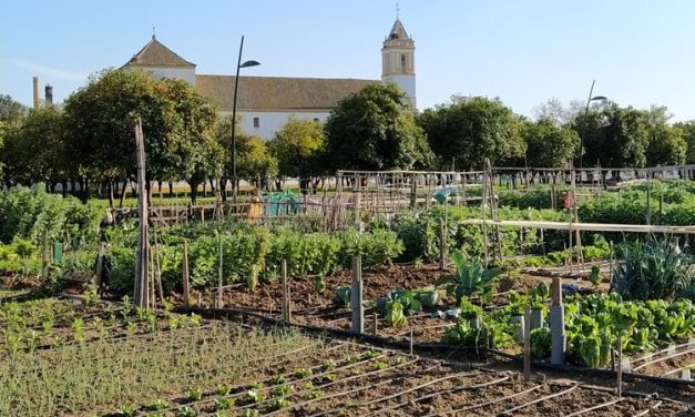 Los ensayos realizados en los Huertos Sociales del V Centenario, publicados por una revista internacional de horticultura