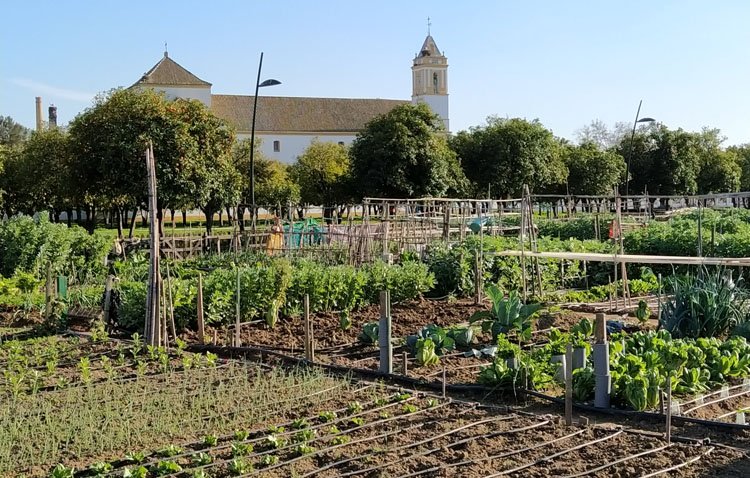 Los ensayos realizados en los Huertos Sociales del V Centenario, publicados por una revista internacional de horticultura