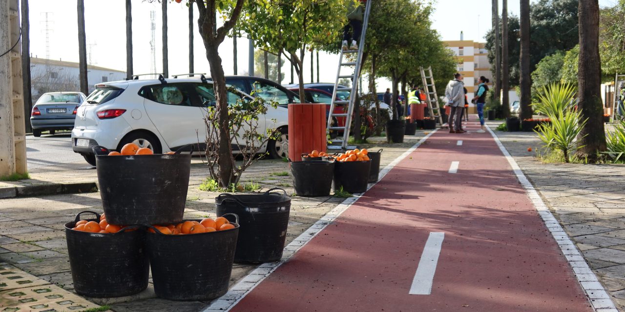 El Ayuntamiento de Utrera prevé recoger cerca de 300.000 kilos de naranja amarga en la campaña 2025-2026