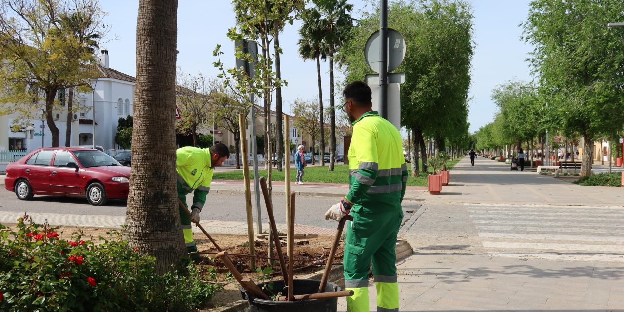 El Ayuntamiento de Utrera inicia una nueva campaña de plantación de arbolado en distintos puntos de la ciudad