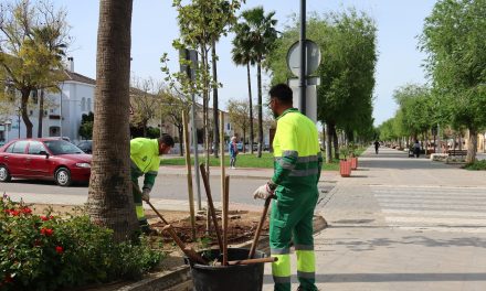 El Ayuntamiento de Utrera inicia una nueva campaña de plantación de arbolado en distintos puntos de la ciudad