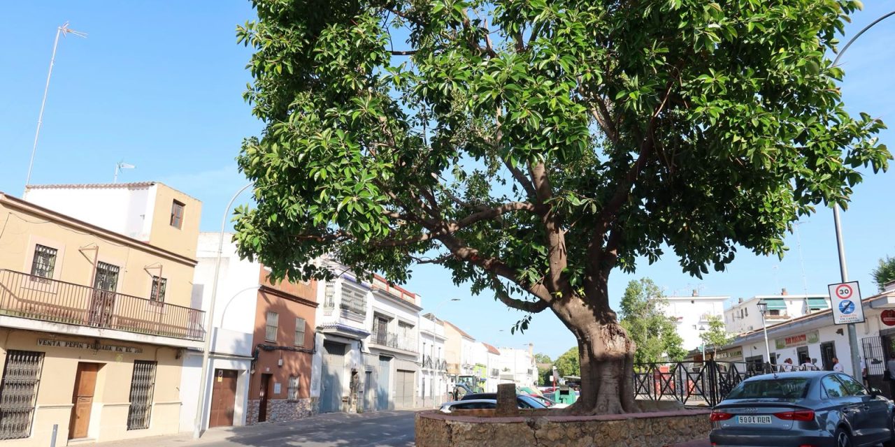 Parques y Jardines retira una palmera en la entrada de La Fontanilla para preservar el ficus histórico y garantizar la seguridad ciudadana