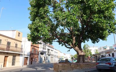 Parques y Jardines retira una palmera en la entrada de La Fontanilla para preservar el ficus histórico y garantizar la seguridad ciudadana