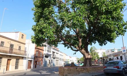Parques y Jardines retira una palmera en la entrada de La Fontanilla para preservar el ficus histórico y garantizar la seguridad ciudadana