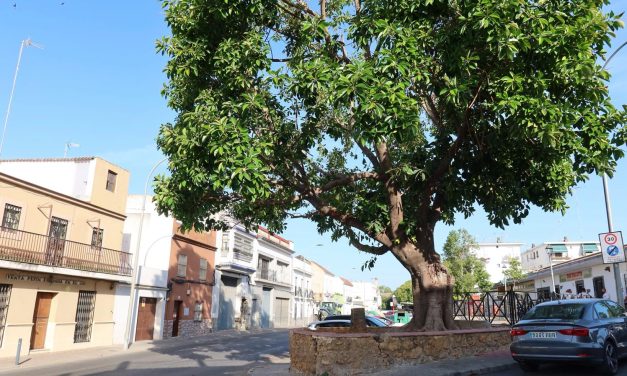 Parques y Jardines retira una palmera en la entrada de La Fontanilla para preservar el ficus histórico y garantizar la seguridad ciudadana