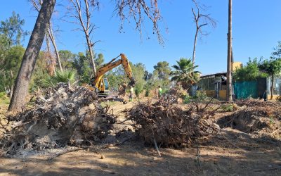 Retirada de 55 árboles de gran porte que el temporal derribó en el Parque de Guadalema