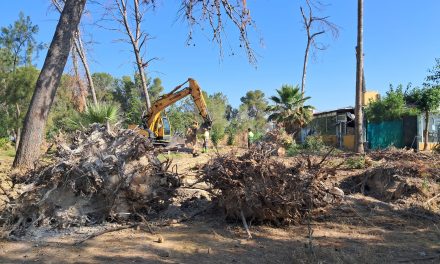 Retirada de 55 árboles de gran porte que el temporal derribó en el Parque de Guadalema
