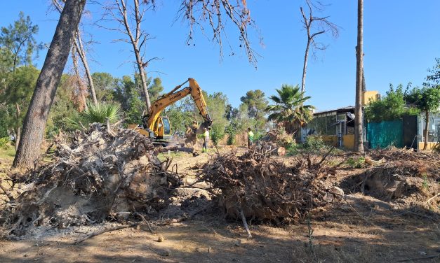 Retirada de 55 árboles de gran porte que el temporal derribó en el Parque de Guadalema