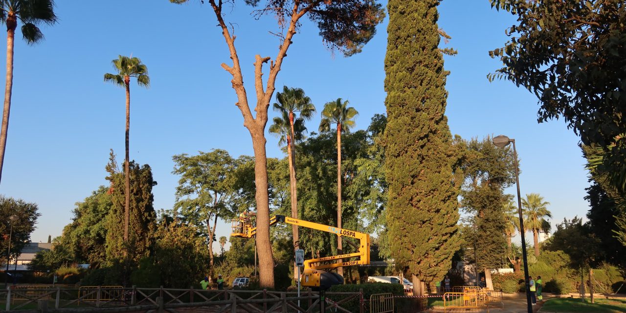 El Ayuntamiento reforestará con árboles de copa ancha la parcela del P. de Consolación de los juegos infantiles